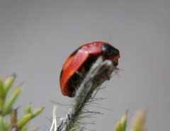 Peltoschema jucundum