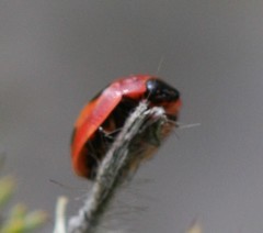 Peltoschema jucundum