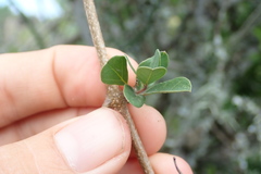 Rhoicissus tridentata