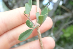 Rhoicissus tridentata