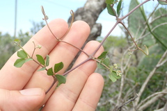 Rhoicissus tridentata