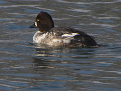 Bucephala clangula