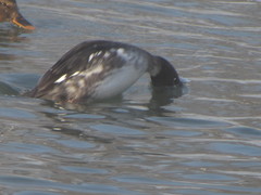 Bucephala clangula
