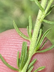 Selago multispicata