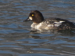Bucephala clangula