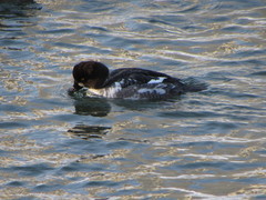 Bucephala clangula