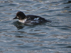 Bucephala clangula