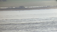 Haliaeetus albicilla