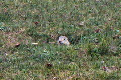 Spermophilus relictus