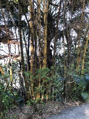 Phyllostachys makinoi