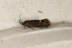 Leistomorpha brontoscopa