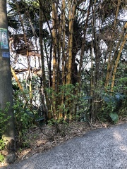 Phyllostachys makinoi