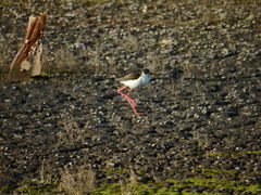 Himantopus himantopus
