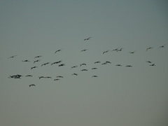 Phoenicopterus roseus