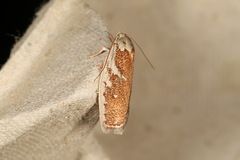 Euchaetis rhizobola