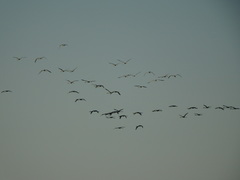 Phoenicopterus roseus