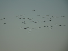 Phoenicopterus roseus