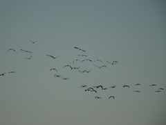 Phoenicopterus roseus