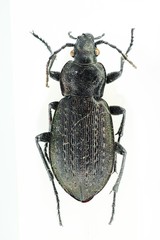 Carabus arvensis