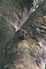 Paraxerus alexandri