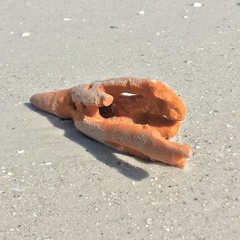 Axinella polycapella