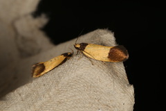 Merocroca automima