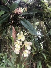 Rodriguezia granadensis