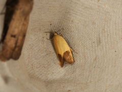 Merocroca automima