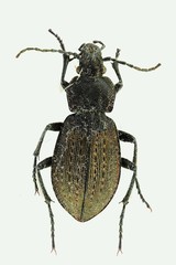 Carabus arvensis