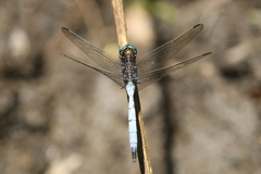 Orthetrum julia