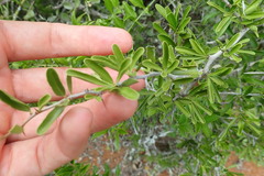 Gymnosporia polyacantha