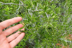 Gymnosporia polyacantha