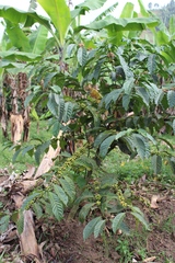 Coffea canephora