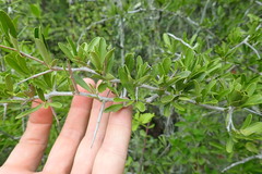 Gymnosporia polyacantha