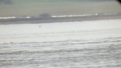 Haliaeetus albicilla