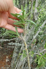 Pachypodium