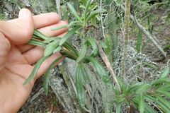 Pachypodium