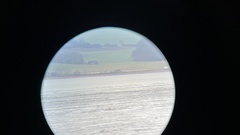 Haliaeetus albicilla