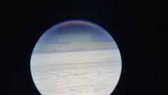 Haliaeetus albicilla