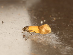 Oecophorinae