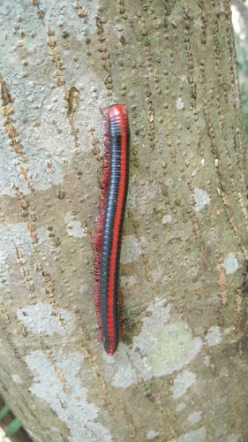 Red Spined Millipede photo 3