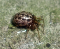 Stemonyphantes lineatus