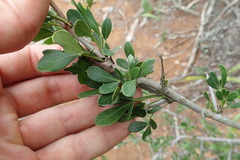 Searsia longispina