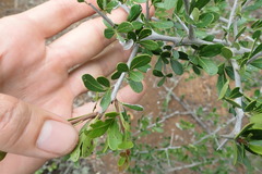 Searsia longispina