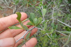Searsia longispina