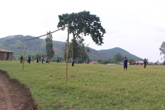 Afrocarpus falcatus