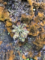 Drosera spatulata