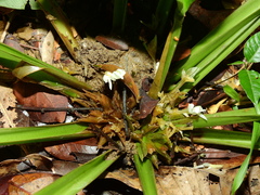 Goeppertia propinqua
