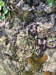 Drosera spatulata