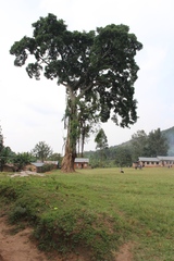 Afrocarpus falcatus
